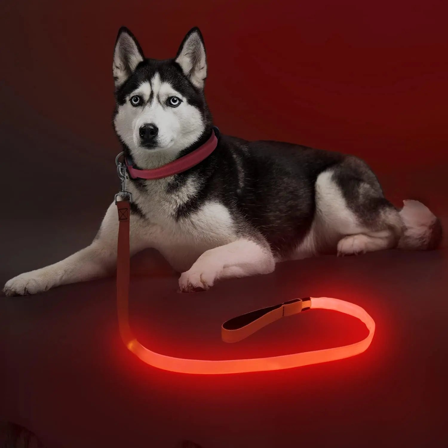 Light Up LED Dog Leash 6FT – USB Rechargeable Glow Leash for Night Safety